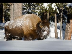 Winter in Yellowstone-Bison